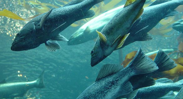 9 Alasan Hewan Berpuasa, Ada Karena Berkabung